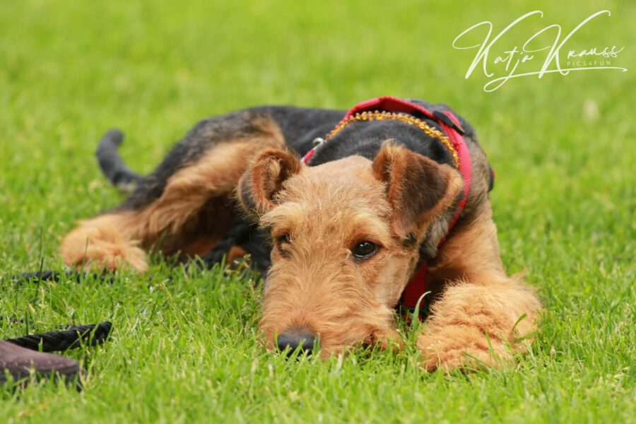 Kostenloser Online Infoabend am Dienstag dem 03.09.24 - Hundeschule GREH